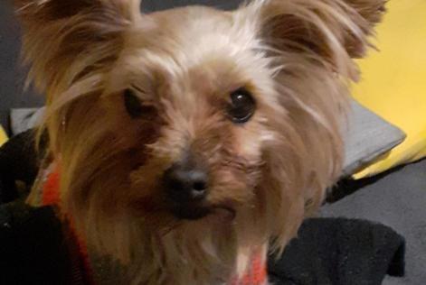 Vermisstmeldung Hund  Weiblich , 9 jahre Villefranche-de-Lauragais Frankreich