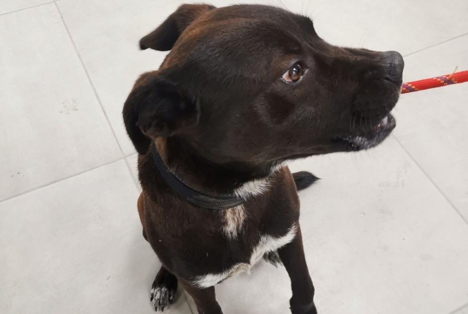 Alerta de Hallazgo Perro cruce  Macho , Entre 7 y 9 meses Les Tourreilles Francia