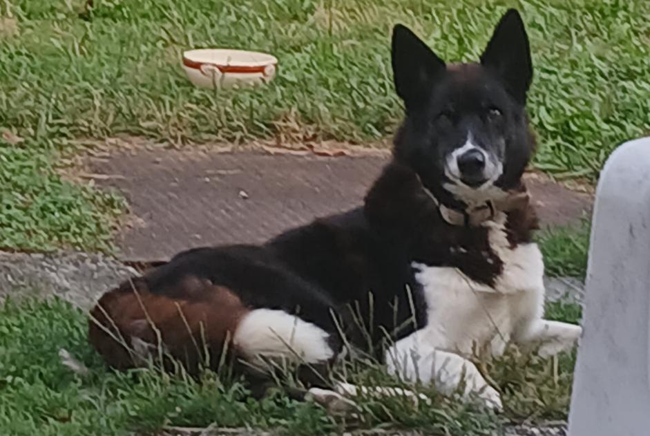 Avviso scomparsa Cane incrocio di razze  Maschio , 12 anni Estadens Francia